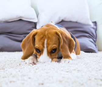 Dog scratching carpet discount